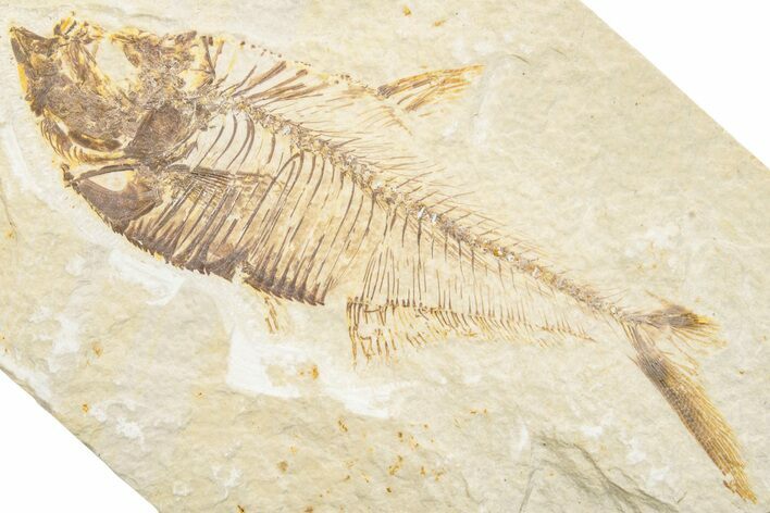 Fossil Fish (Diplomystus) - Green River Formation #217609